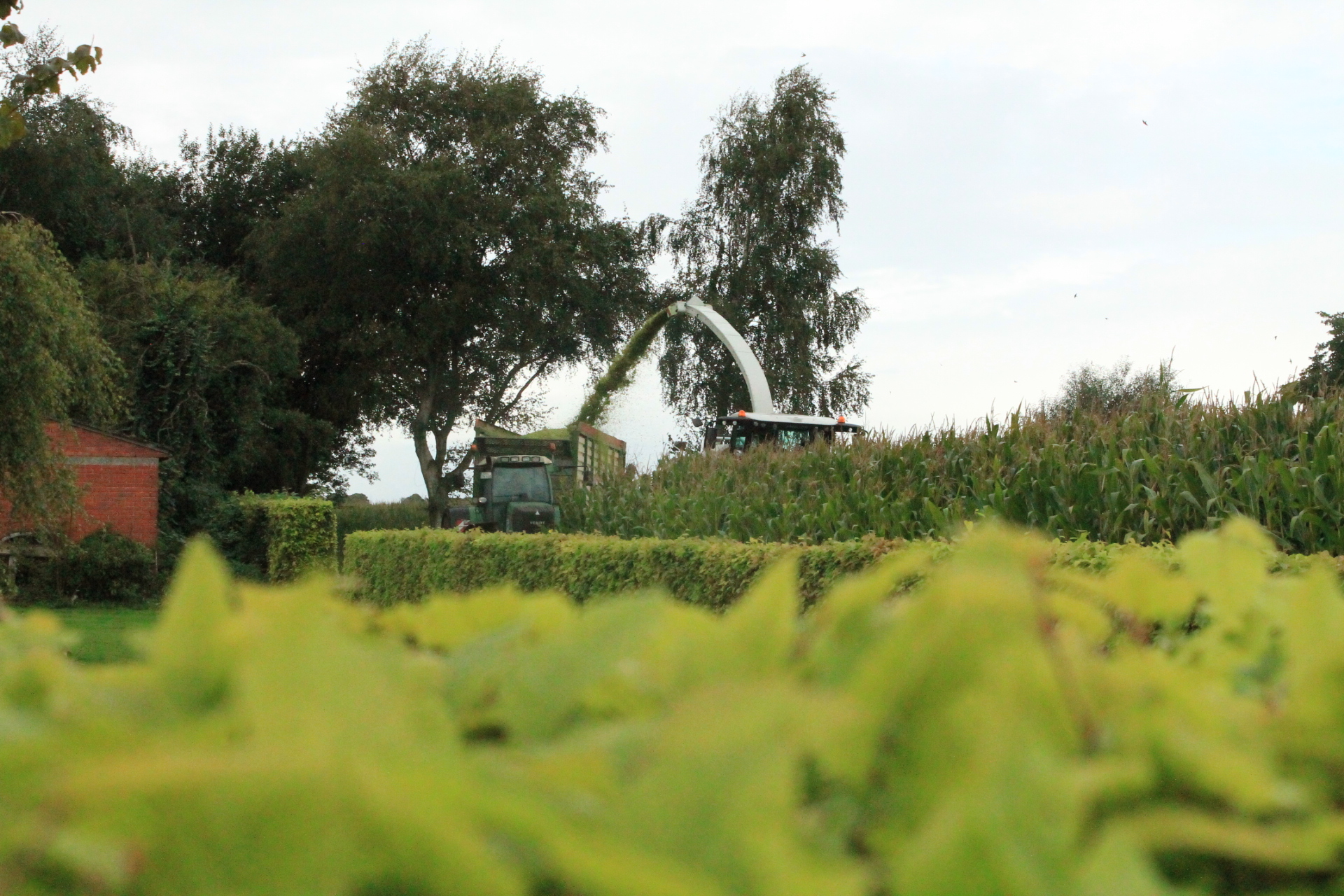 Ecke an der Hecke