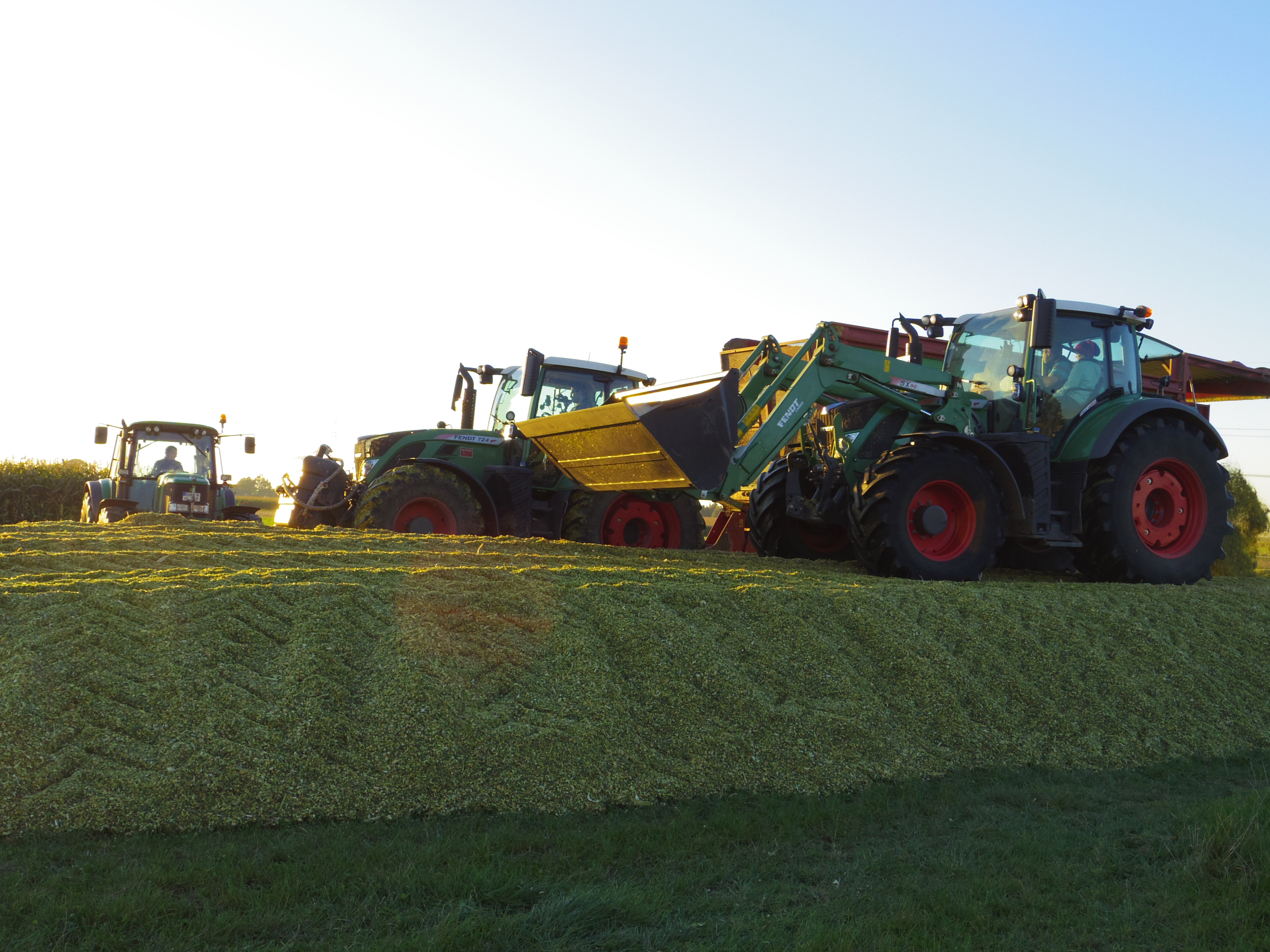 Silage 2015 Freilandsilo