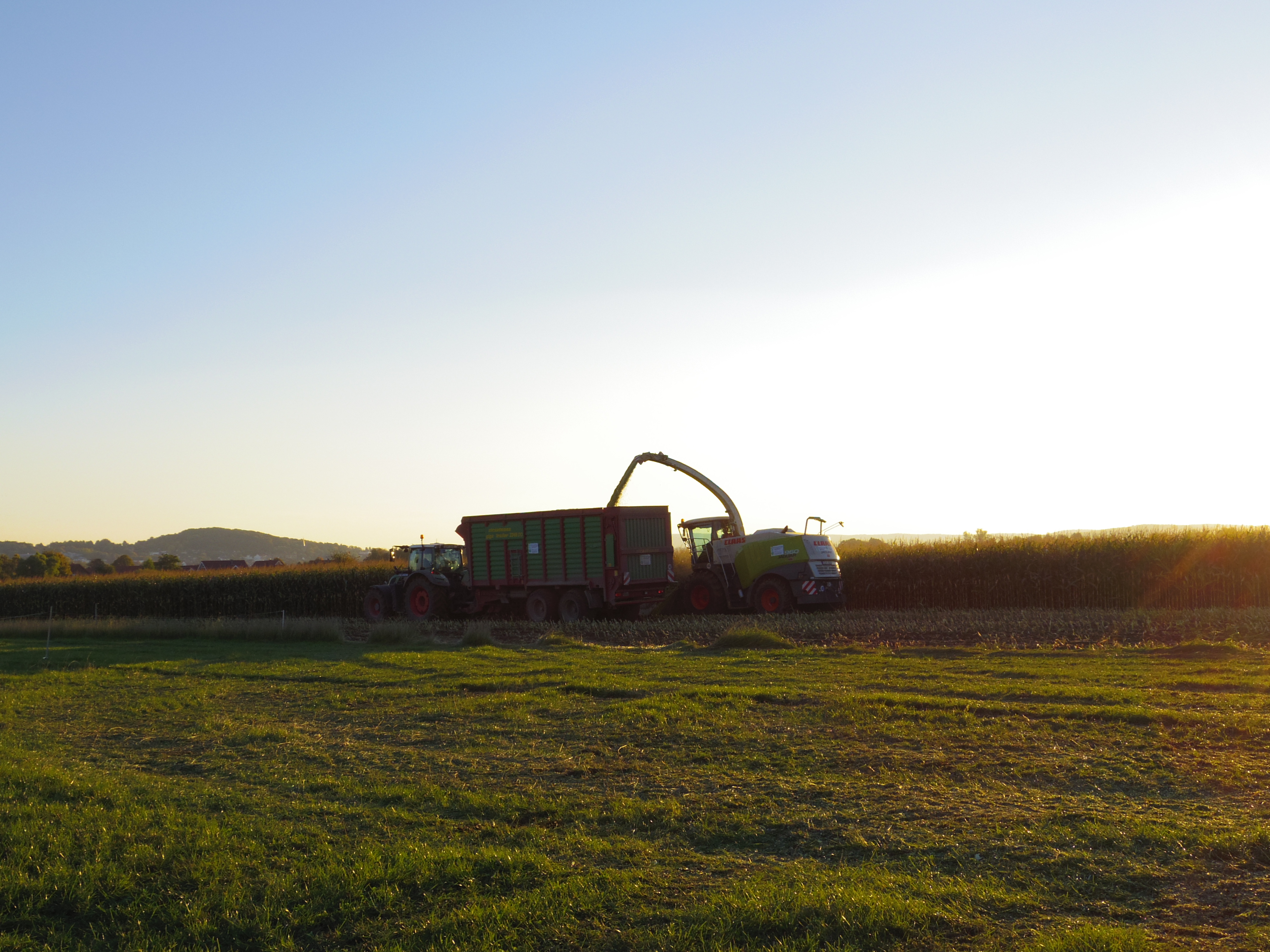 Silage 2015 Freilandsilo