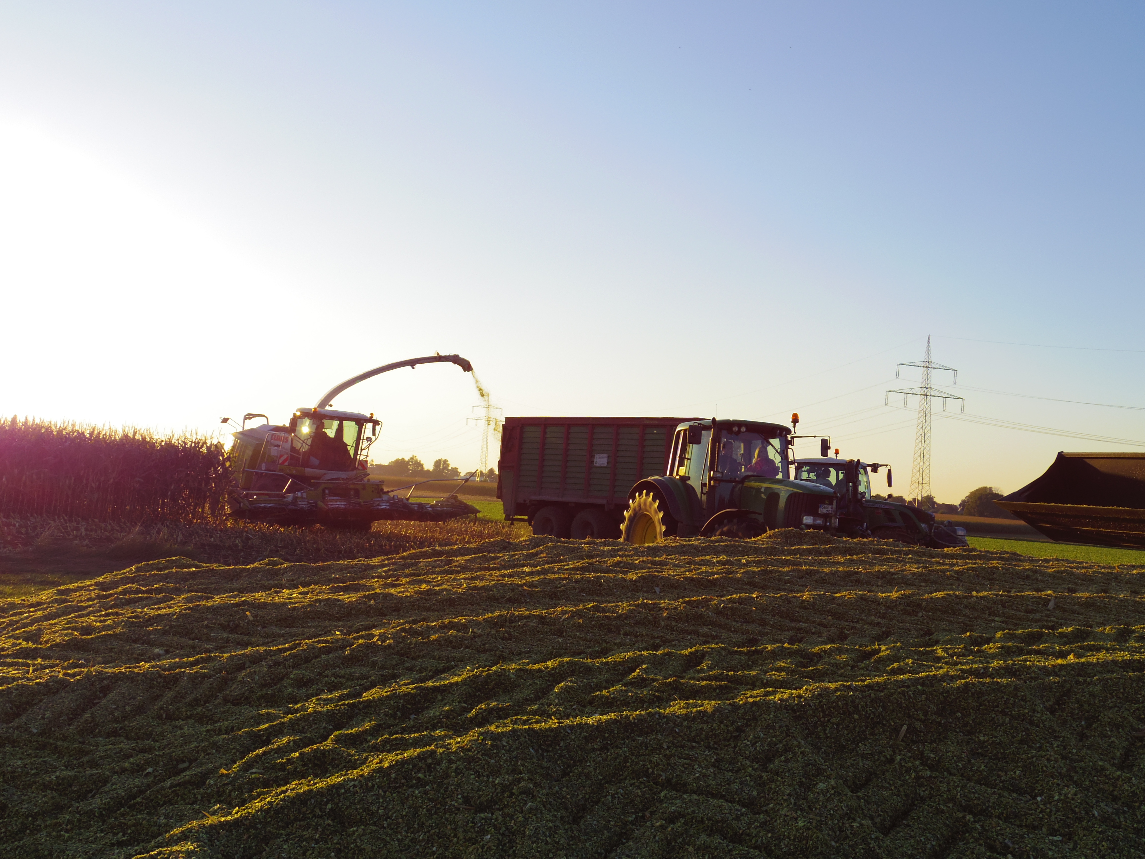 Silage 2015 Freilandsilo