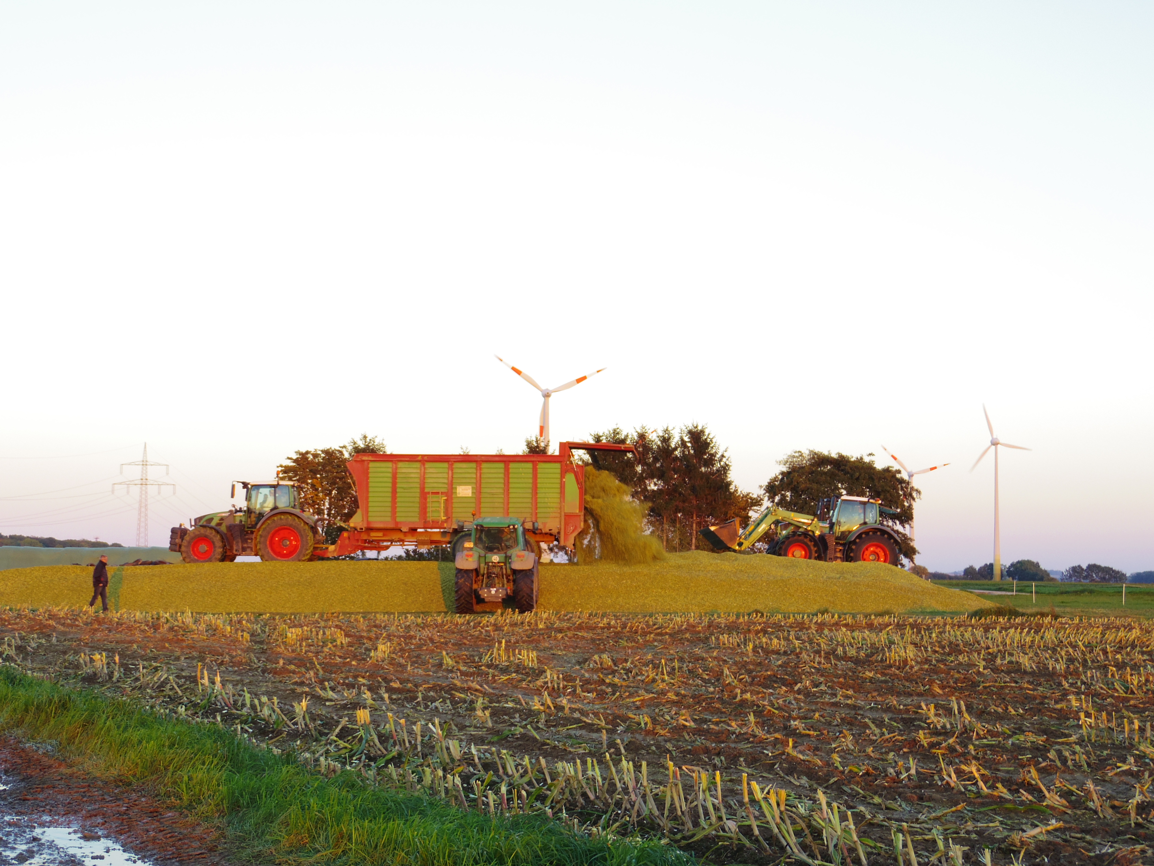 Silage 2015 Freilandsilo