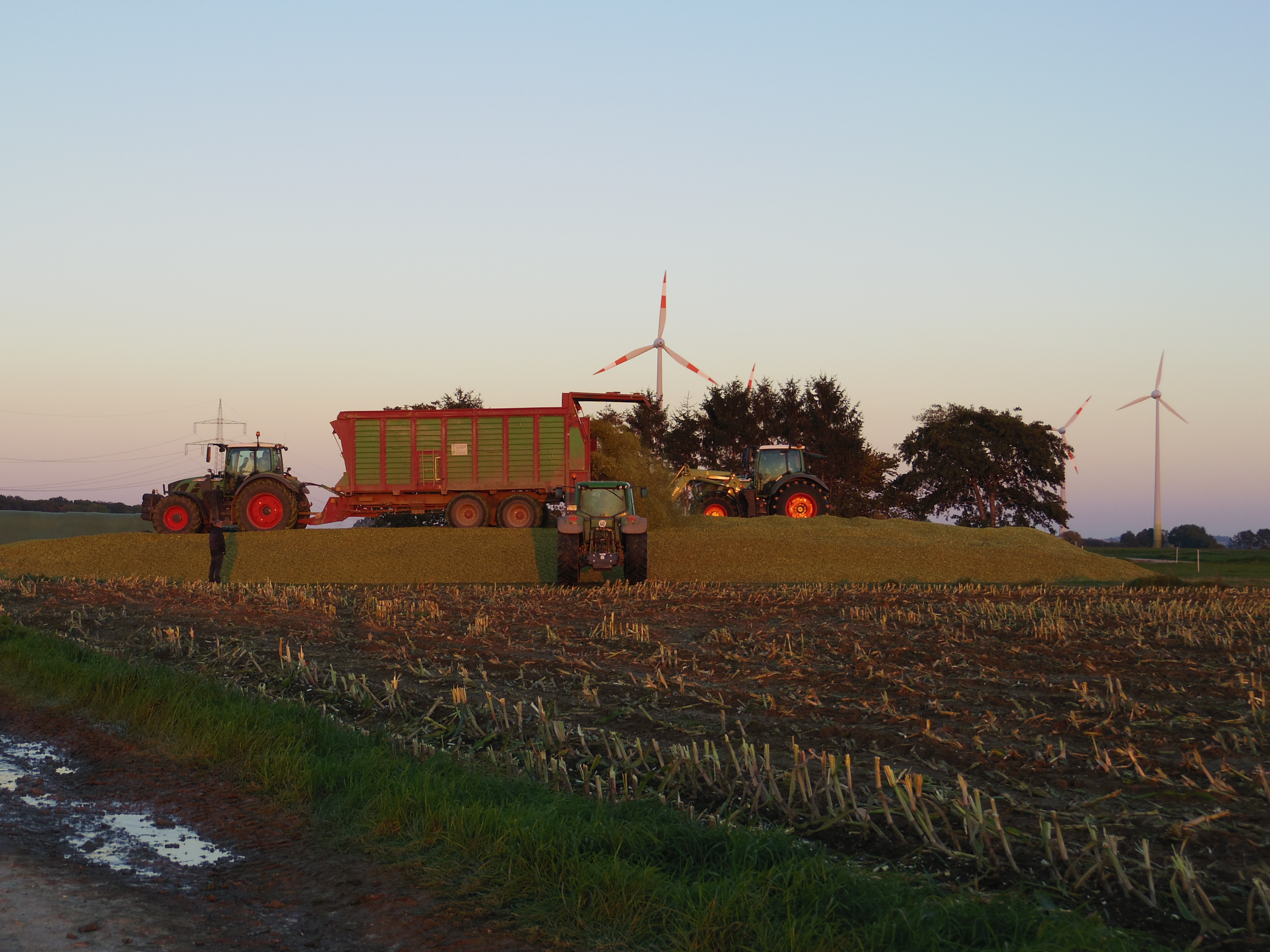 Silage 2015 Freilandsilo