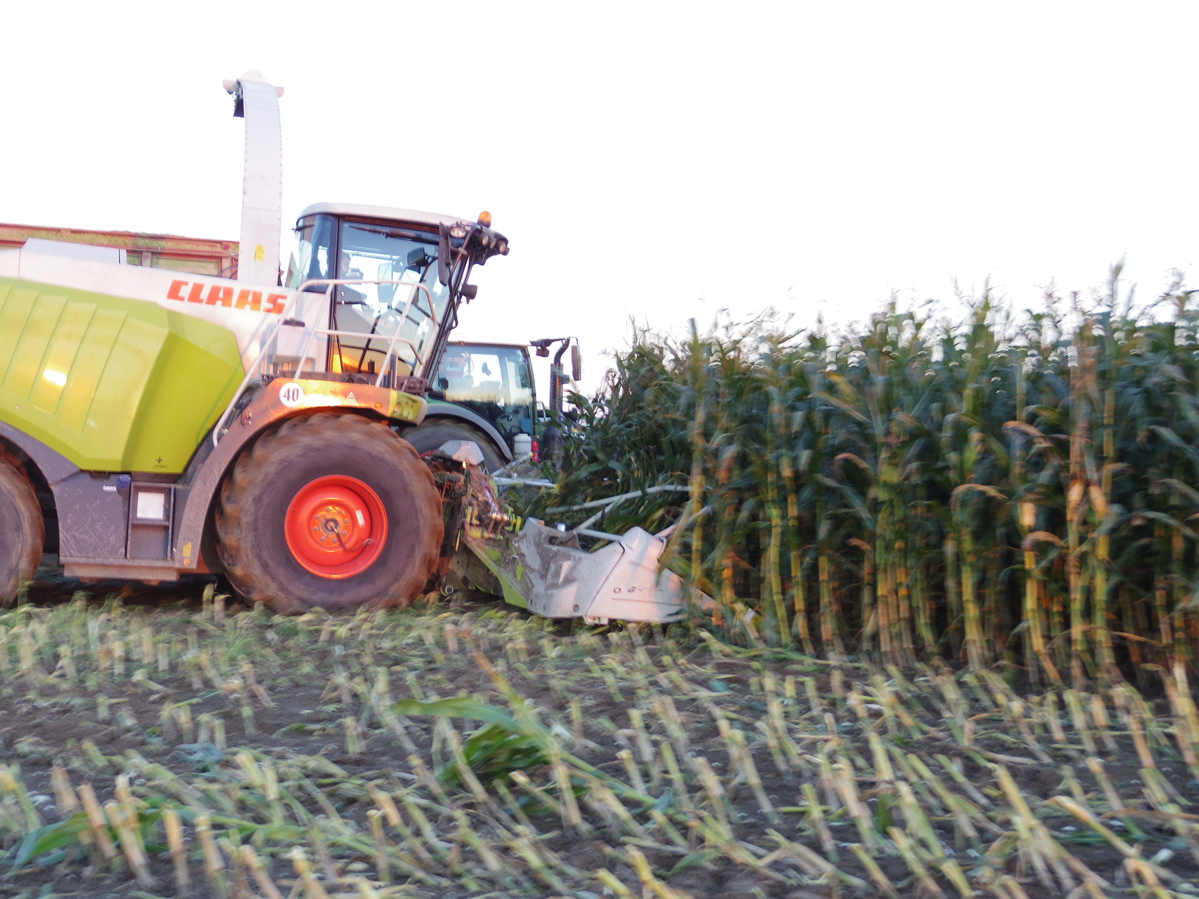 Silage 2015 Freilandsilo