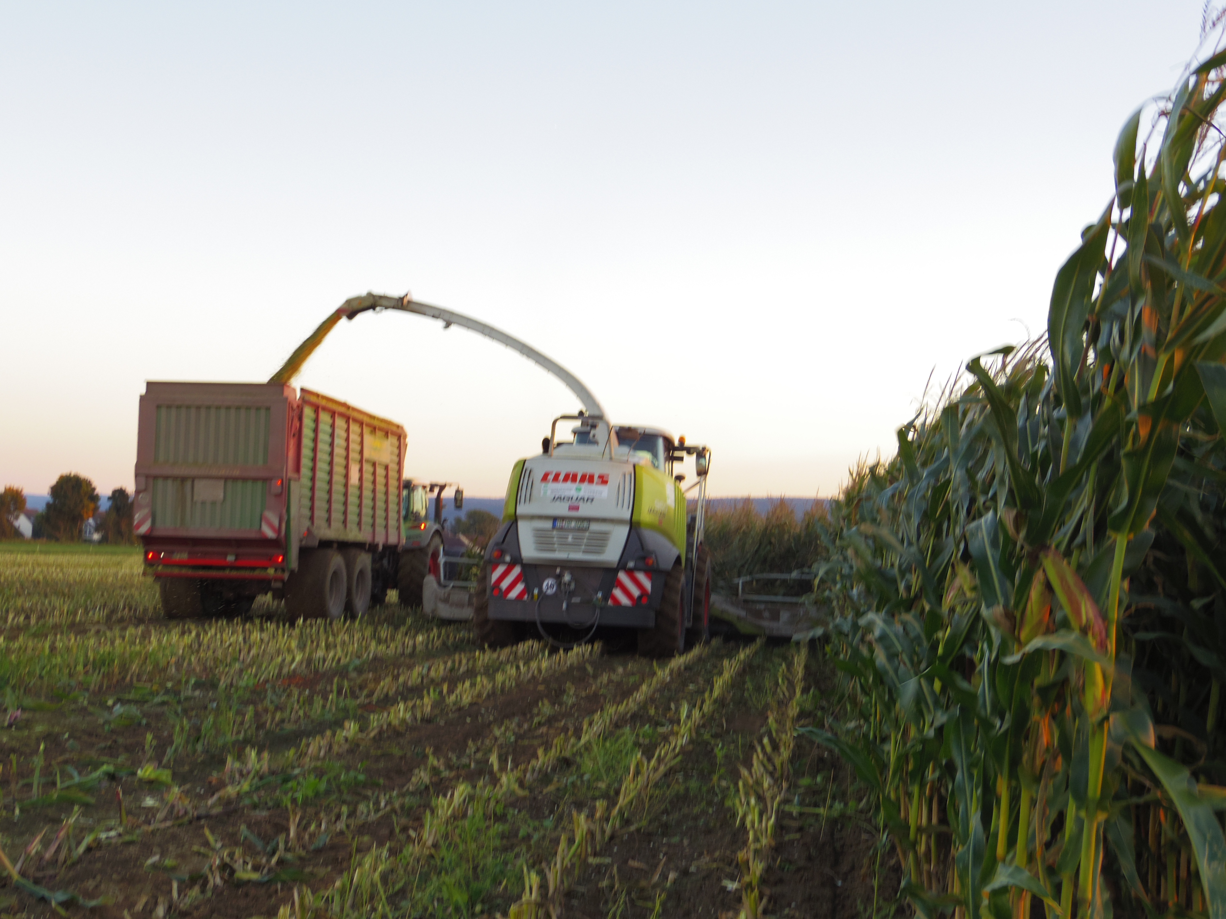 Silage 2015 Freilandsilo