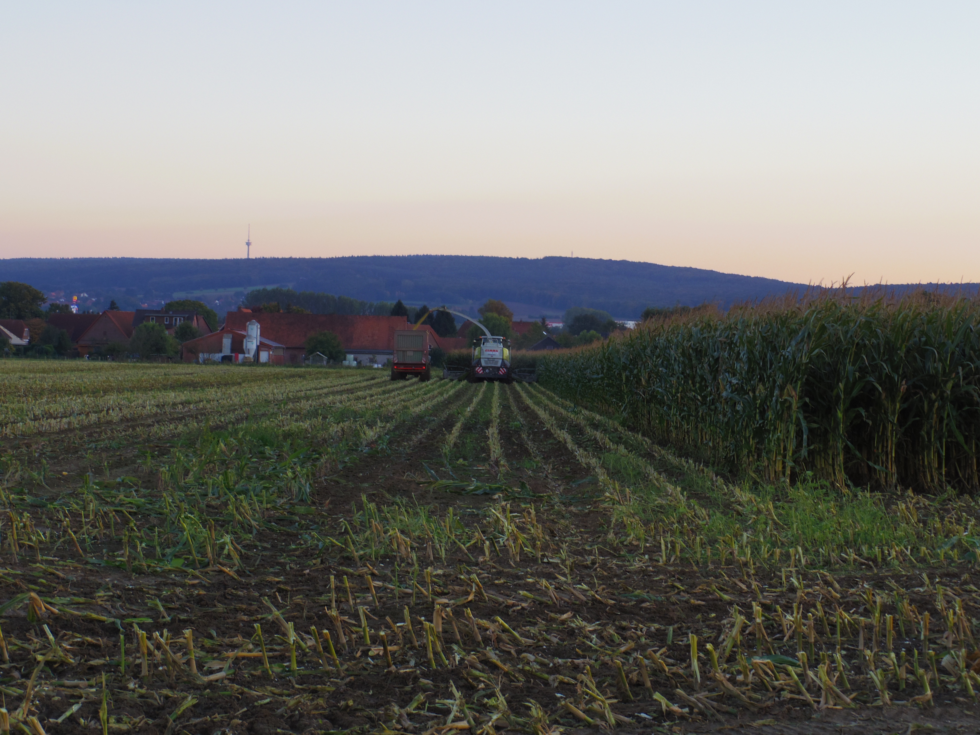 Silage 2015 Freilandsilo