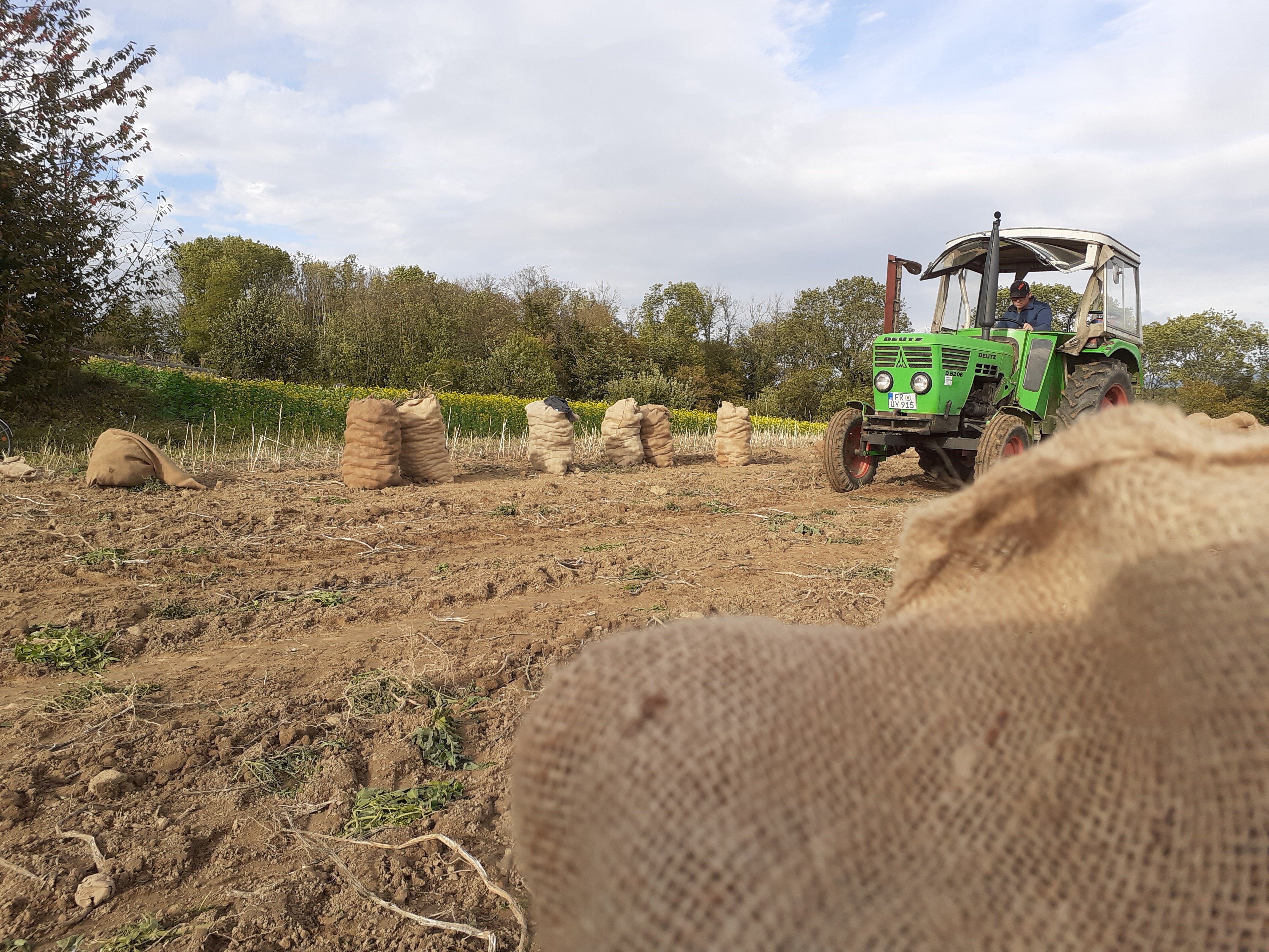 Deutz D5206 beim Kartoffeln roden. (Siehe Beschreibung)