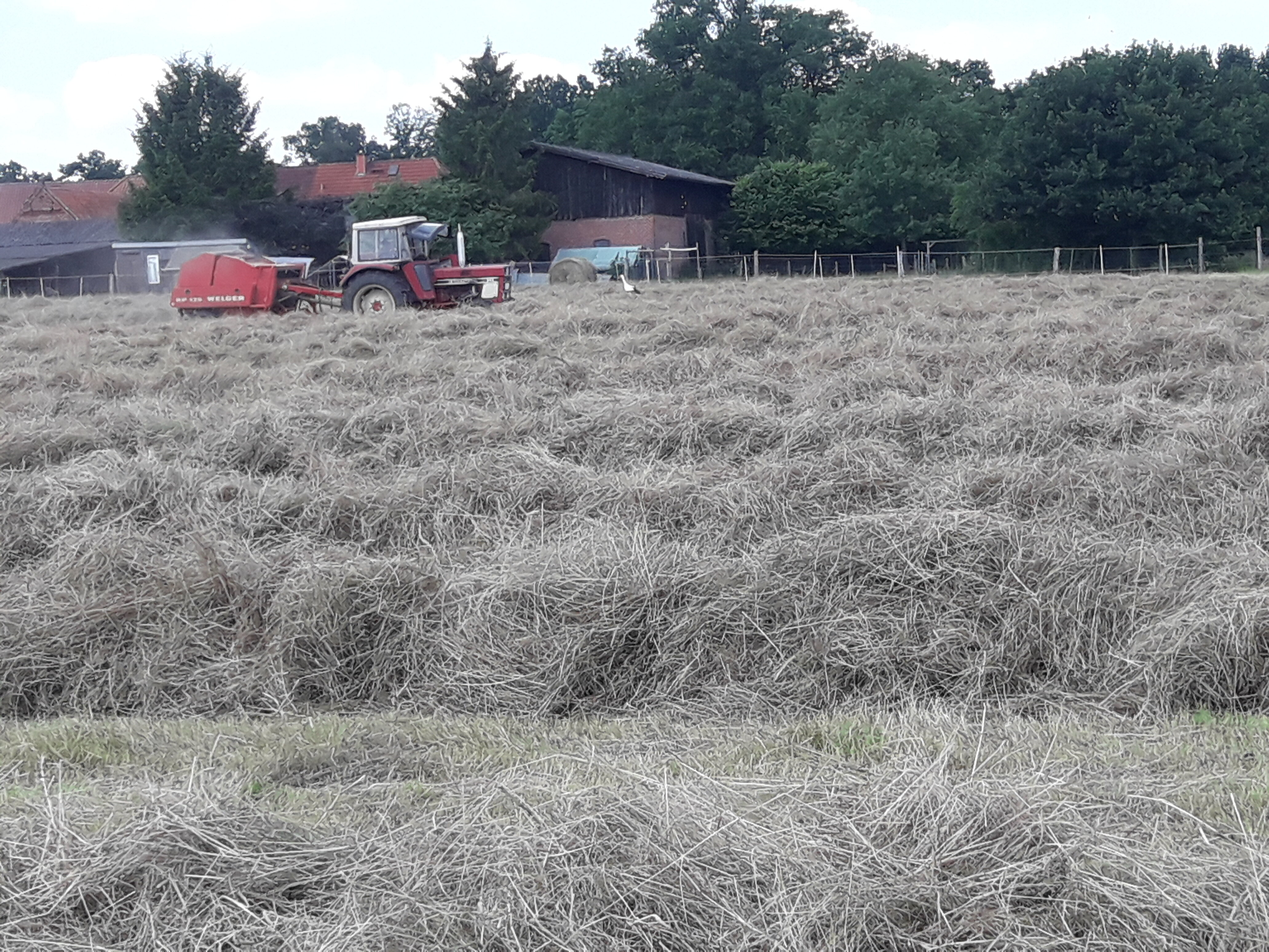 Noch ein paar Bilder aus der Heu ernte von ende Juni.