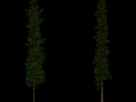 foliage_treesNadel1_diffuse.png